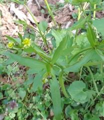 Ranunculus parviflorus