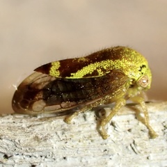 Ophiderma evelyna