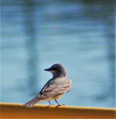 Tyrannus vociferans