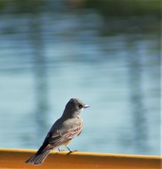 Tyrannus vociferans