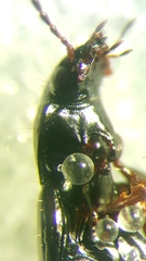 Pterostichus diligens