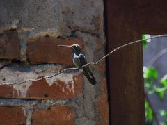 Cynanthus latirostris
