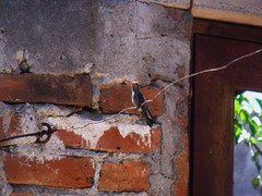 Cynanthus latirostris