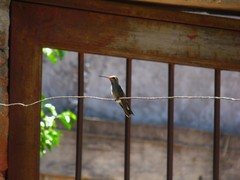 Cynanthus latirostris