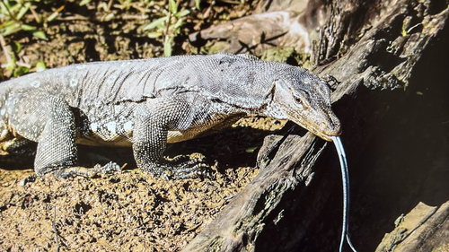 Common Water Monitor