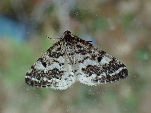 Powder Moth photo 5