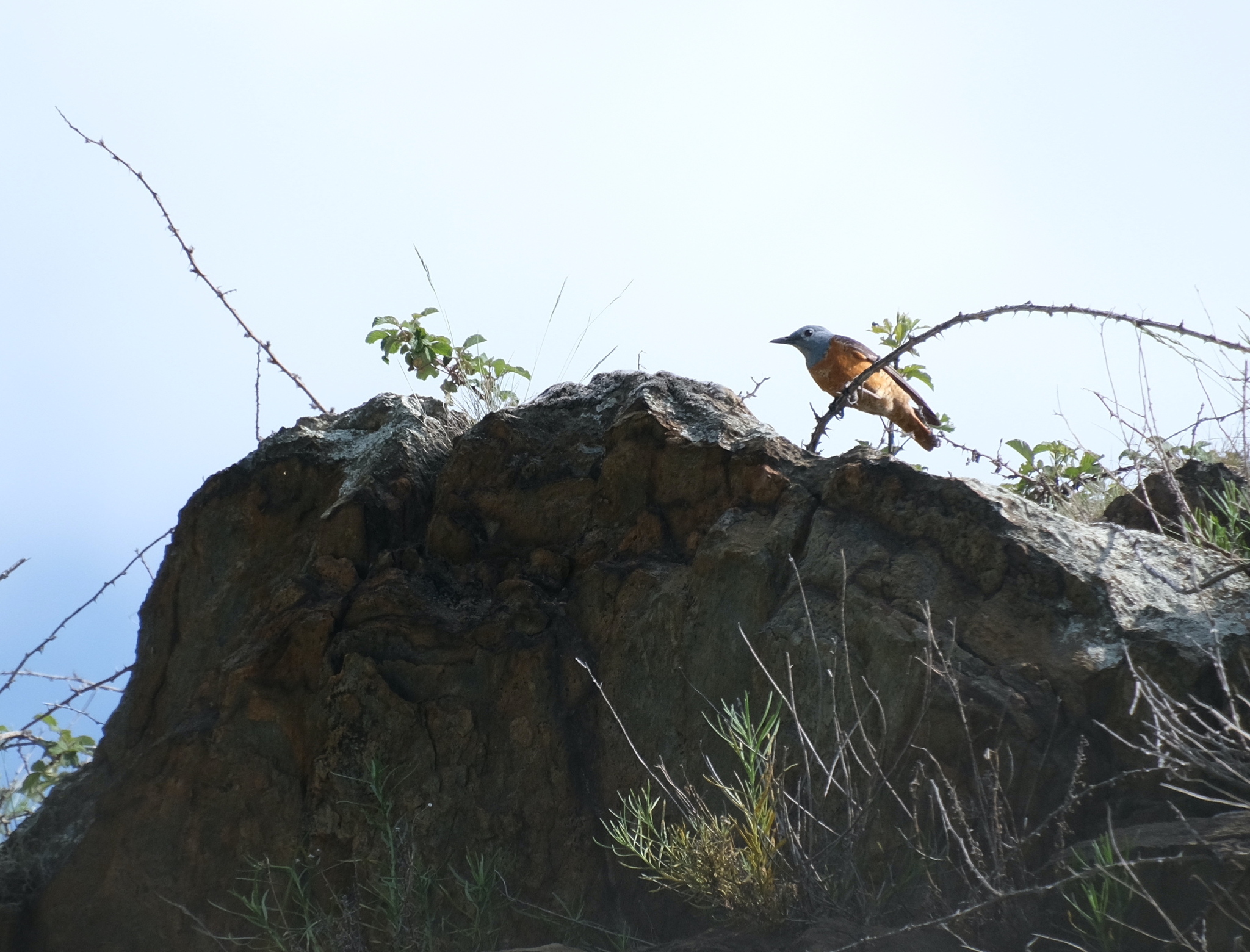 Common Rock Thrush (Monticola saxatilis), photo 5