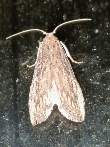 Terrenella Bee Moth photo 2