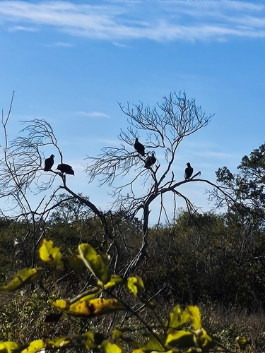 Black Vulture