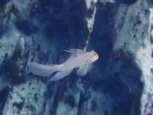 Puntang-grondel (Exyrias puntang) — Gobiidae — 4
