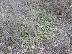 Pyrola rotundifolia