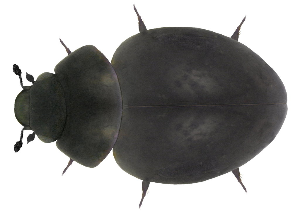 Mud Beetle