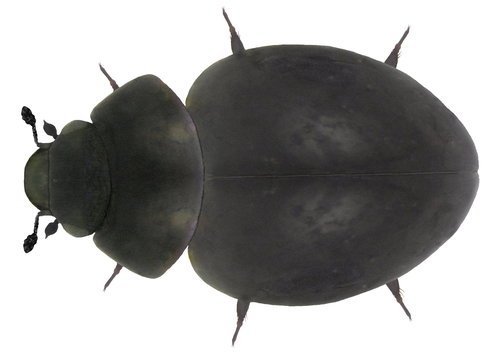 Mud Beetle