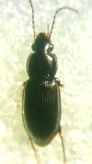 Pterostichus diligens