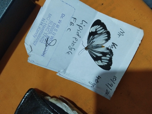 Marbled White Moth