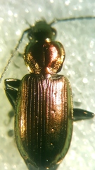 Agonum ericeti