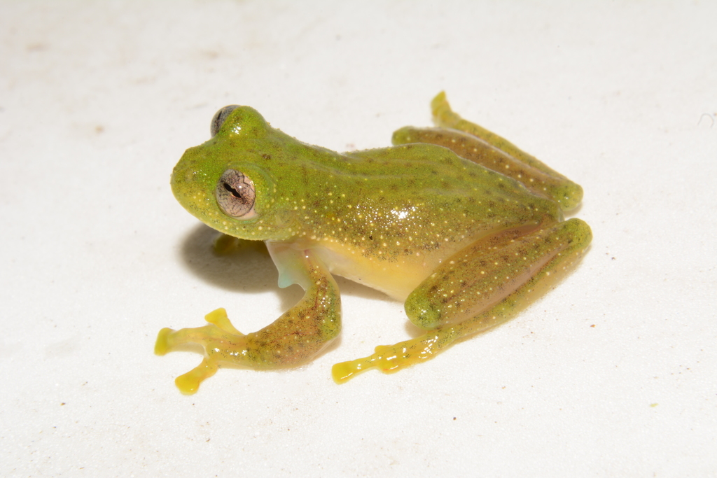 Lynch's Glassfrog