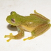 Lynch's Glassfrog - Photo (c) Mario Humberto Yánez-Muñoz, some rights reserved (CC BY-NC), uploaded by Mario Humberto Yánez-Muñoz