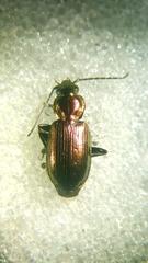 Agonum ericeti