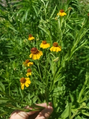 Helenium elegans