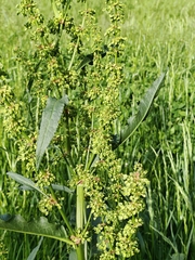 Rumex patientia, photograph (c) Andrey Polstianoi, some rights reserved (CC BY)