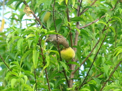 Haemorhous mexicanus