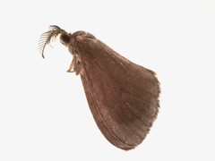 Cryptothelea gloverii