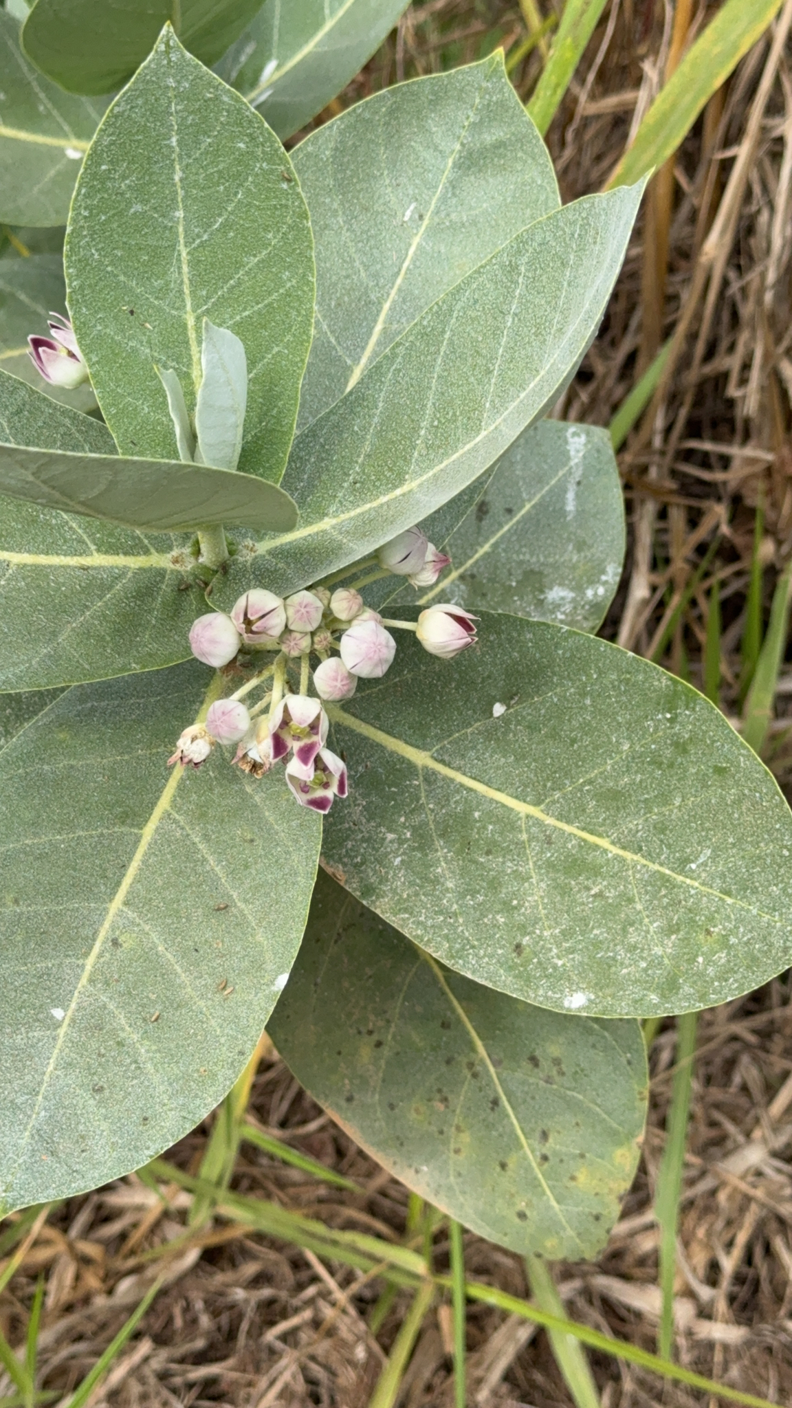 Calotropis procera