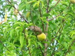 Haemorhous mexicanus