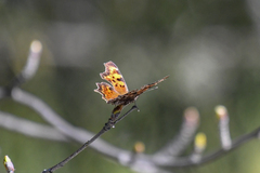 Polygonia faunus