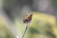 Polygonia faunus