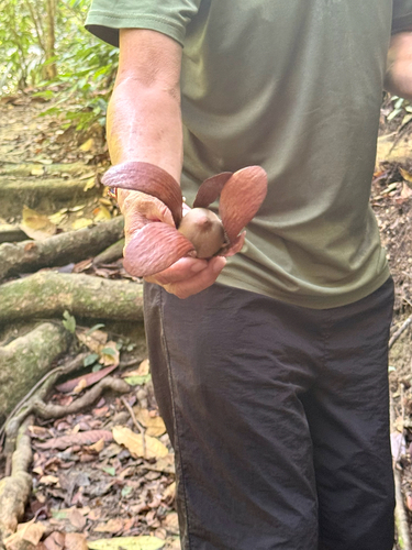Shorea macrophylla observed 2026-02-27