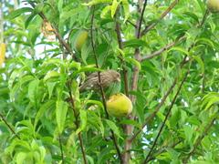 Haemorhous mexicanus