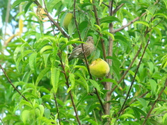 Haemorhous mexicanus