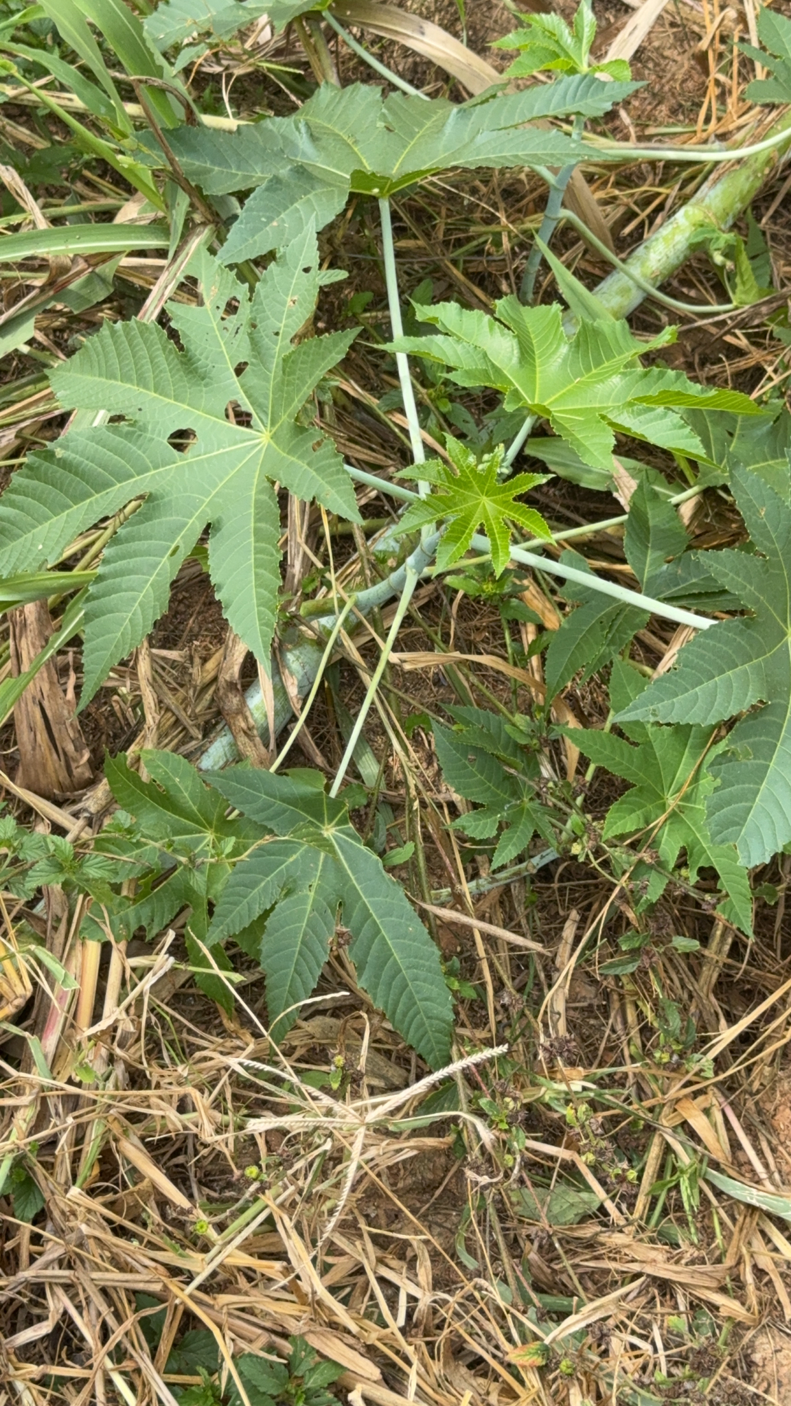 Ricinus communis