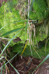 Clasmatocolea vermicularis