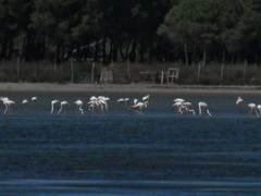 Phoenicopterus roseus