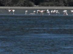 Phoenicopterus roseus