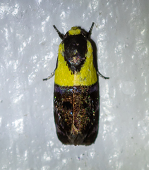 Rectiostoma xanthobasis