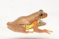 Dendropsophus carnifex