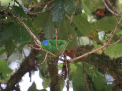 Chlorophonia callophrys