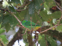 Chlorophonia callophrys