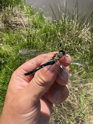 Downy Emerald
