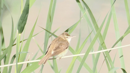 Oriental Reed Warbler