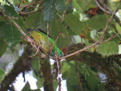 Chlorophonia callophrys