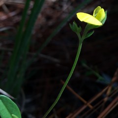 Crotalaria rotundifolia