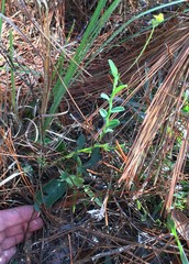Crotalaria rotundifolia