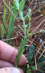 Crotalaria rotundifolia