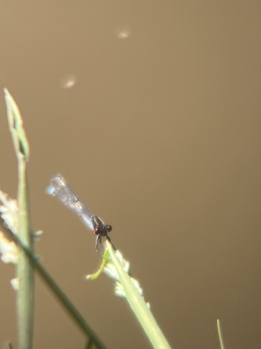 Red-eyed Damselfly