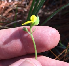 Crotalaria rotundifolia